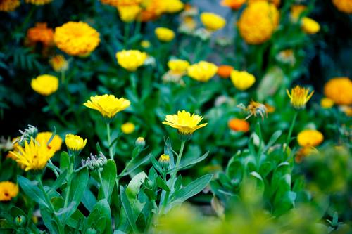 Stock Photo Yellow daisy