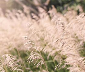 Summer Wheat Fields Stock Photo