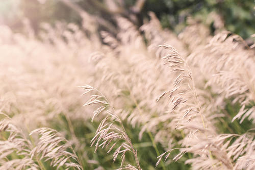 Summer Wheat Fields Stock Photo