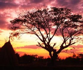 Sunset big tree natural scenery Stock Photo