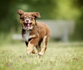 The dog leaps and runs on the grass Stock Photo