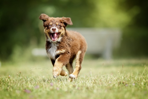 The dog leaps and runs on the grass Stock Photo