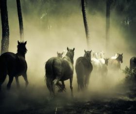 The horses running in the forest pick up the dust Stock Photo