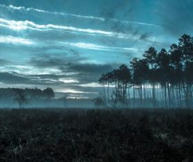 The woods filled with fog in the evening Stock Photo
