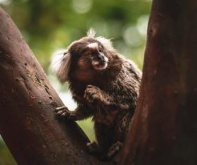Thumb monkey on the tree Stock Photo