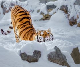 Tiger playing in the snow Stock Photo
