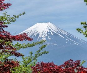 Tree branches and Mount Fuji background Stock Photo