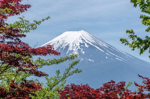Tree branches and Mount Fuji background Stock Photo
