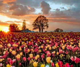 Tulip flower sea sunset Stock Photo