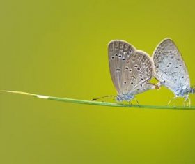Two butterflies close-up Stock Photo