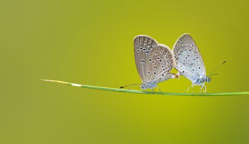 Two butterflies close-up Stock Photo