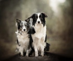 Two dogs Stock Photo