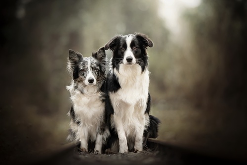 Two dogs Stock Photo