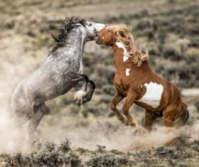 Two horses fighting Stock Photo
