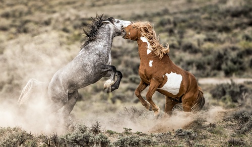 Two horses fighting Stock Photo
