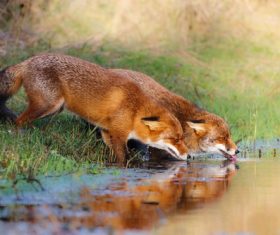 Two red foxes drinking water Stock Photo
