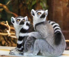 Two ring-tailed lemurs Stock Photo
