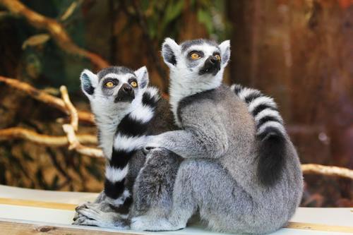 Two ring-tailed lemurs Stock Photo