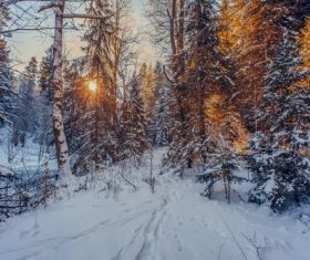 Warm sunshine in the snow-covered forest in winter Stock Photo