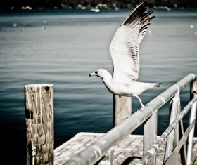 White Seagull Stock Photo