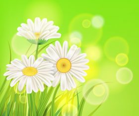 White chamomile with spring background vectors 01