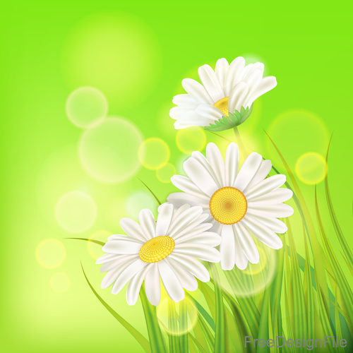 White chamomile with spring background vectors 02