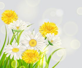 White with yellow chrysanthemum spring vector 01