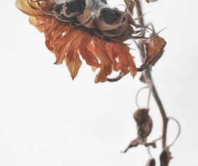 Withered sunflower Stock Photo