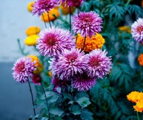 Yellow and purple daisy Stock Photo