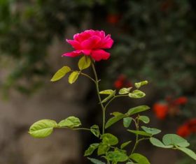 a bright rose close-up Stock Photo