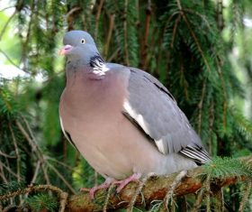 a gray pigeon Stock Photo