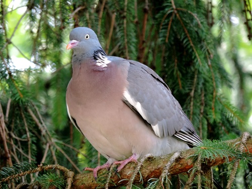 a gray pigeon Stock Photo