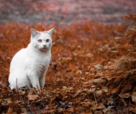 a little white cat outdoors Stock Photo