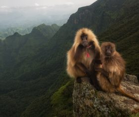 a pair of monkeys on the mountain Stock Photo
