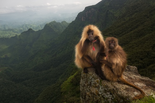 a pair of monkeys on the mountain Stock Photo