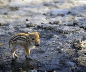 baby animals pig Stock Photo