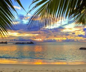 beach sea palm trees sky Stock Photo