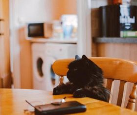 close-up photo of black cat Stock Photo