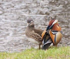 mandarin duck Stock Photo 01