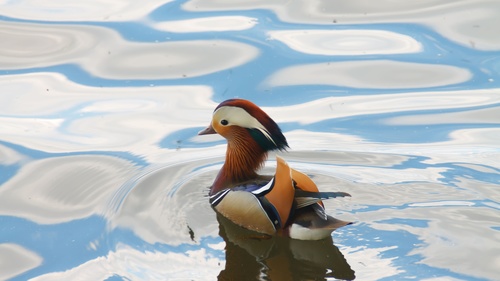 mandarin duck Stock Photo 03