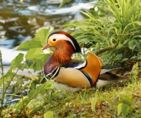 mandarin duck Stock Photo 07