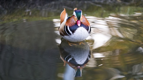 mandarin duck Stock Photo 08