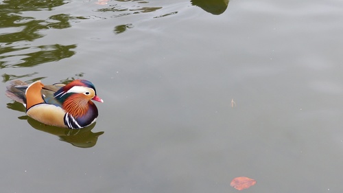 mandarin duck Stock Photo 09