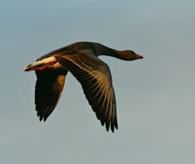 Aerial flight of wild goose close-up Stock Photo
