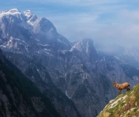 Alpine sheep Stock Photo
