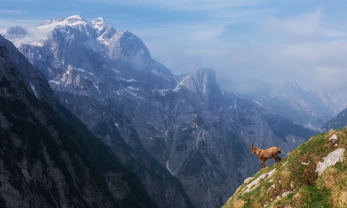 Alpine sheep Stock Photo