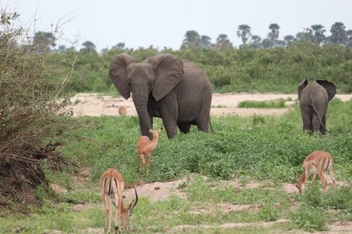 Antelope and elephant Stock Photo