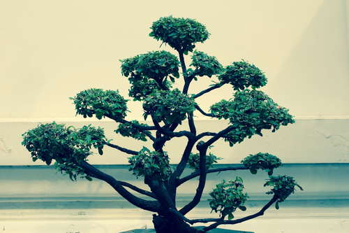 Beautiful decorative bonsai Stock Photo 02