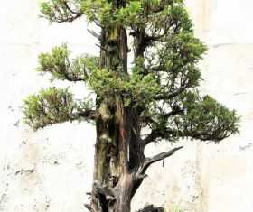 Beautiful decorative bonsai Stock Photo 03