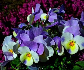 Beautiful grimace flowers Stock Photo